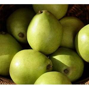 Green dAnjou Pears   2.5 lb  Grocery & Gourmet Food