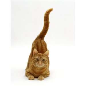 Domestic Cat, Ginger Tabby Female with Rear End and Tail in Air after 