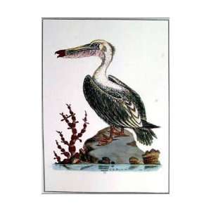  Pelican (1746) Poster Print