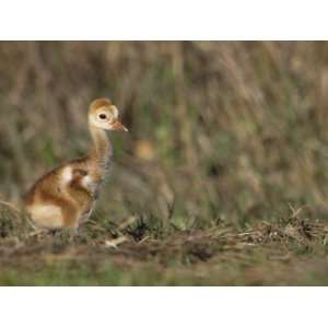  Young Sandhill Crane, , Grus Canadensis Photographic 