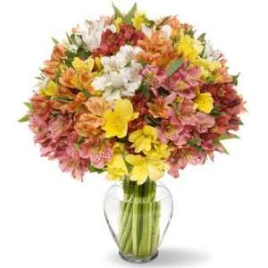 200 Blooms of Peruvian Lilies without Vase  Grocery 