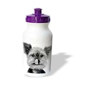 VWPics Dogs n Cats   Yorkshire terrier   Water Bottles  