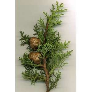  Italian Tuscan Cypress Tree Plant 4 Inch Pot Cupressus 