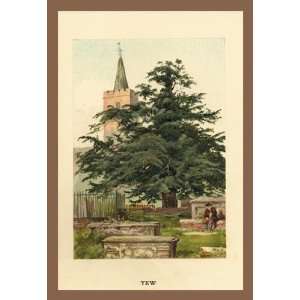    Exclusive By Buyenlarge The Yew 20x30 poster