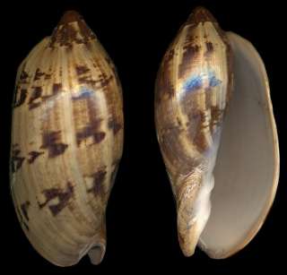 Bestshells Voluta Cathcartiae 107.74 mm Fine + +  