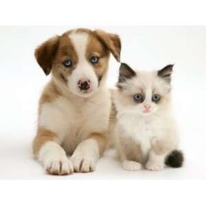 Blue Eyed Red Merle Border Collie Puppy with Birman Cross Kitten, Blue 