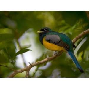 Male Black Throated Trogon Perched on a Branch in a Forest. Trogon 