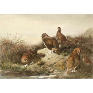  Partridge, group of Etching Thorburn, Archibald Animals 