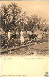 palestine israel, JERUSALEM, Plowing Oxes (1910s)  