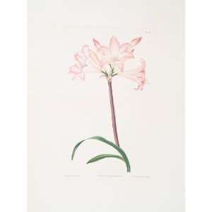   Robert Havell   24 x 32 inches   Amaryllis belladonna