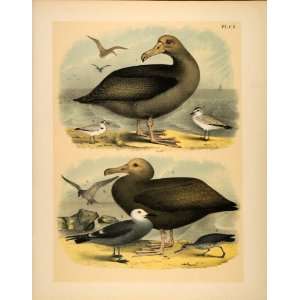  1881 Chromolithograph Short tailed Albatross Sooty Gull 