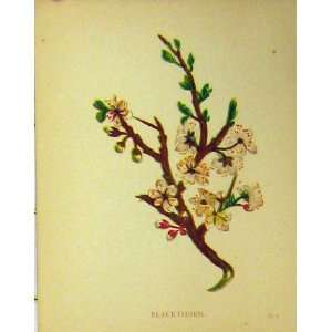  Blackthorn Plant Flower C1880 Colour Botanical Print