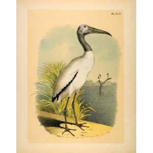  1881 Chromolithograph Wood Stork Ibis Wading Bird Stork 