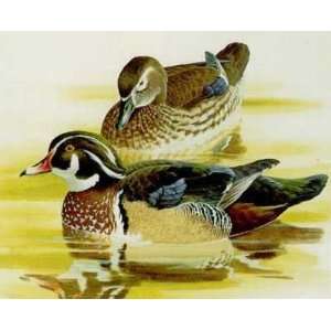  Wood Duck