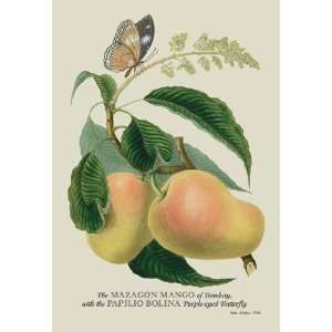  The Mazagon Mango and the Papilio Bolina 20x30 poster 