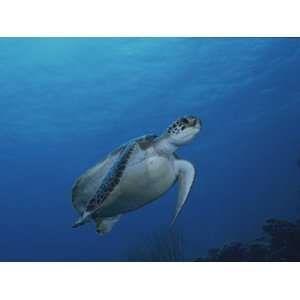  An Endangered Green Sea Turtle in a Blue Sea Off of Bonaire 