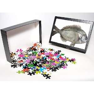   Dorade / Sea Bream in studio from Ardea Wildlife Pets Toys & Games