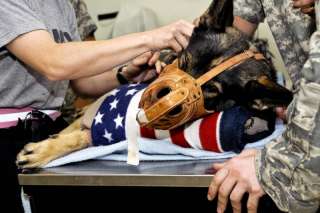Air Force military K 9 working dog Balad Iraq Carly  
