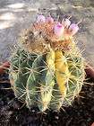 Melocactus ruestii variegated rare seed cactus 20 SEEDS