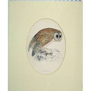   1870 Hand Coloured Antique Print Bird Prey White Owl