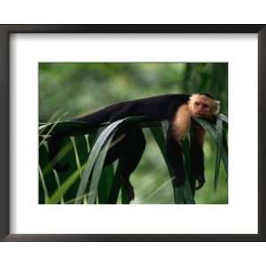  White Faced Capuchin (Cebus Capucinus) Laying on a Branch 