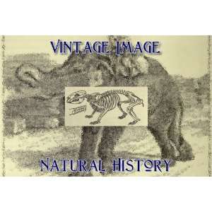   Key Ring Vintage Natural History Image Skeleton of Wombat Home
