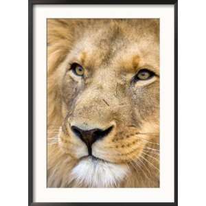  Male Lion at Africat Project, Namibia Framed Photographic 