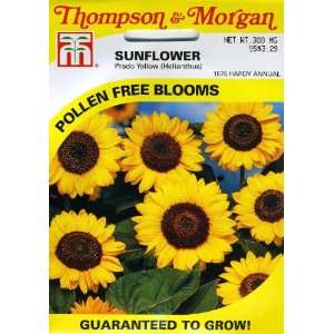  Thompson & Morgan 1575 Sunflower Prado Yellow Seed 