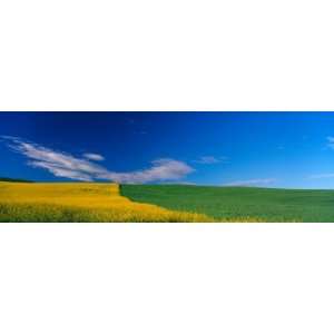 Canola and Wheat Fields Spring, Colfax, Whitman County, Washington 