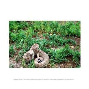  Western Diamondback Rattlesnake 10.00 x 8.00 Poster Print 
