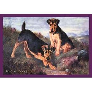  Vintage Art Two Welsh Terriers   04390 3