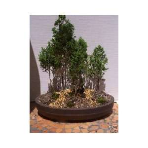 2CHIXGIFTS EASTERN CEDAR FOREST 5 SMALL  Grocery & Gourmet 