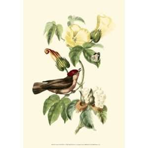  Cuvier Exotic Birds I by Baron cuvier Georges 13x19 
