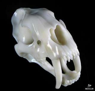 AWESOME White Jade SABER TOOTH TIGER Skull 7.3  