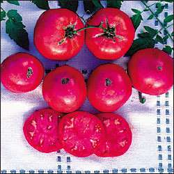 Tomato  GIANT SYRIAN   pink   80 day  IND  25 seeds  