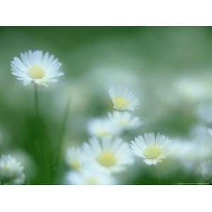  Daisy, Bellis Perennis in Flower, Soft Focus Scotland, UK 