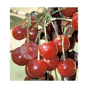  English Morello Cherry Tree Patio, Lawn & Garden