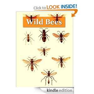 Wild Bees, Wasps and Ants and Other Stinging Insects [Illustrated 