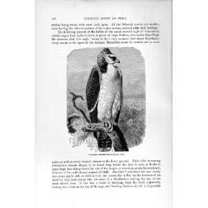  NATURAL HISTORY 1895 WARLIKE CRESTED EAGLE DIURNAL BIRD 