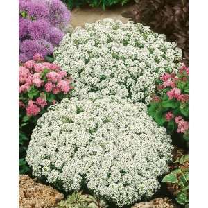  Snow Crystals Alyssum Seeds   Lobularia maritima   0.05 