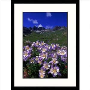  Blue Columbine Alpine Tundra, Colorado Framed Photograph 
