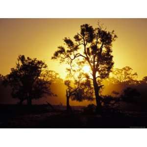  The Silhouettes of Trees in a Golden Sunset in a Dusty 