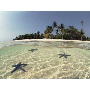 Three Seastars in Shallow Coastal Waters, Philippines, Split  Level 