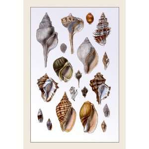  Shells Sessile Cirripedes #3 24x36 Giclee