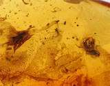 INSECTS   Nice CRANE FLY   WASPS + in BALTIC AMBER 9g  