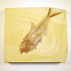Green River Fm. Fossil Fish   Diplomystus G313  Kitchen 