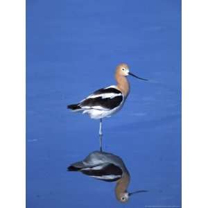  Male American Avocet in Saltwater Pool, Antelope Island State 