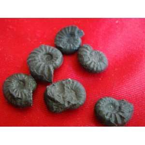  S8319 Mini Black Ammonite Fossil Double Sided 6 pcs Cute 