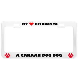  A Canaan Dog Dog Pet White Metal License Plate Frame Tag 