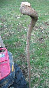 60 Balsam Spruce Shillelagh Walking Stick Staff Cane Blank Spiral Top 
